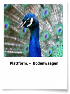 Plattform. -  Bodenwaagen